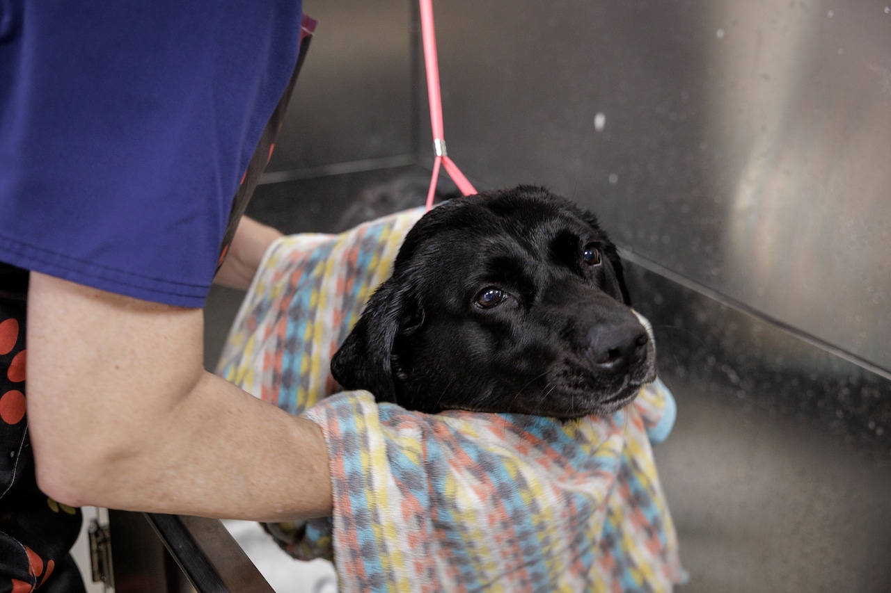 Second Chance Animal Services