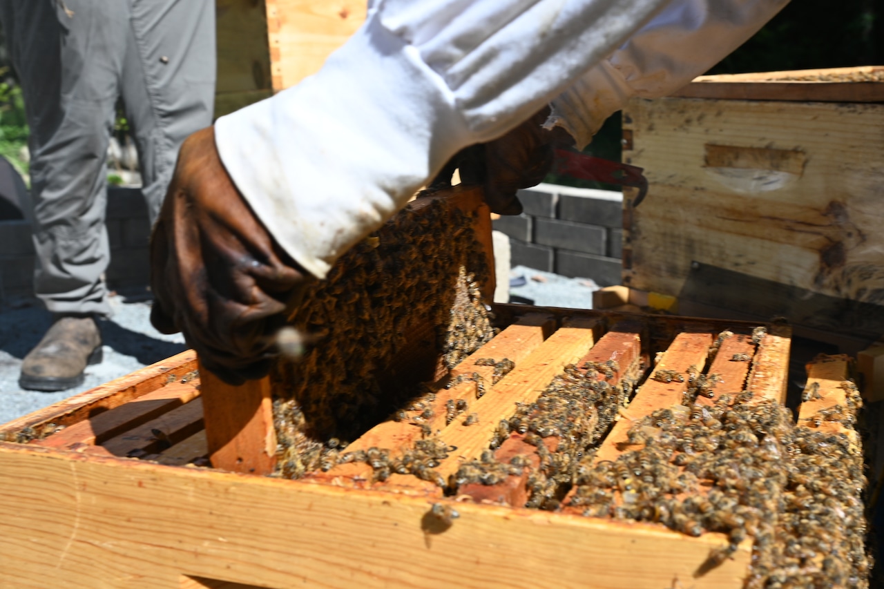 Beekeeping at Pondville Correctional Center in Norfolk