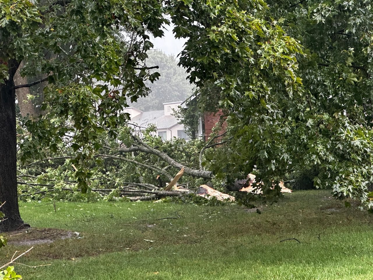 Tree falls in Greenfield during thunderstorm