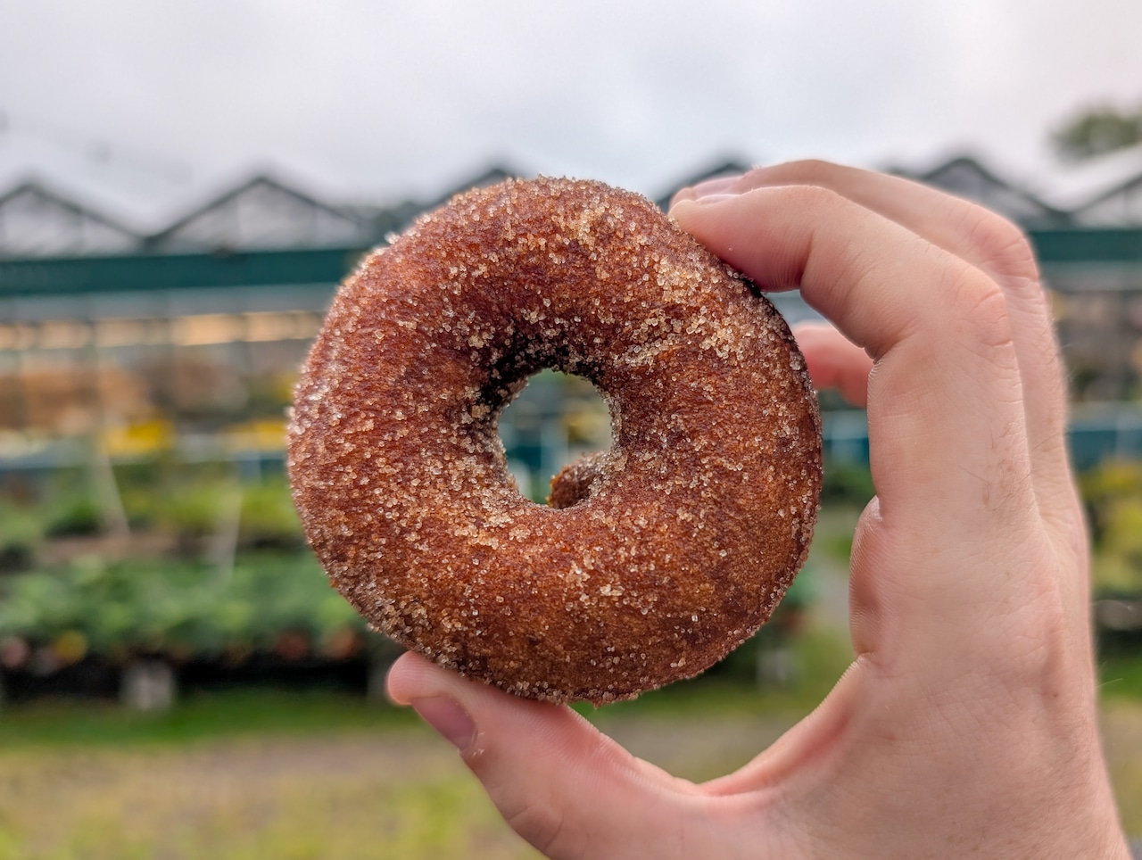 Cider Doughnuts