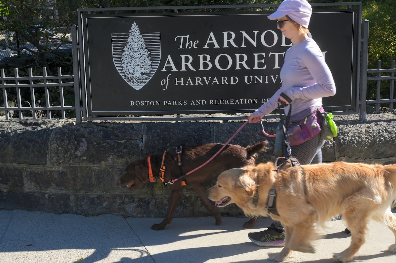 Arnold Arboretum