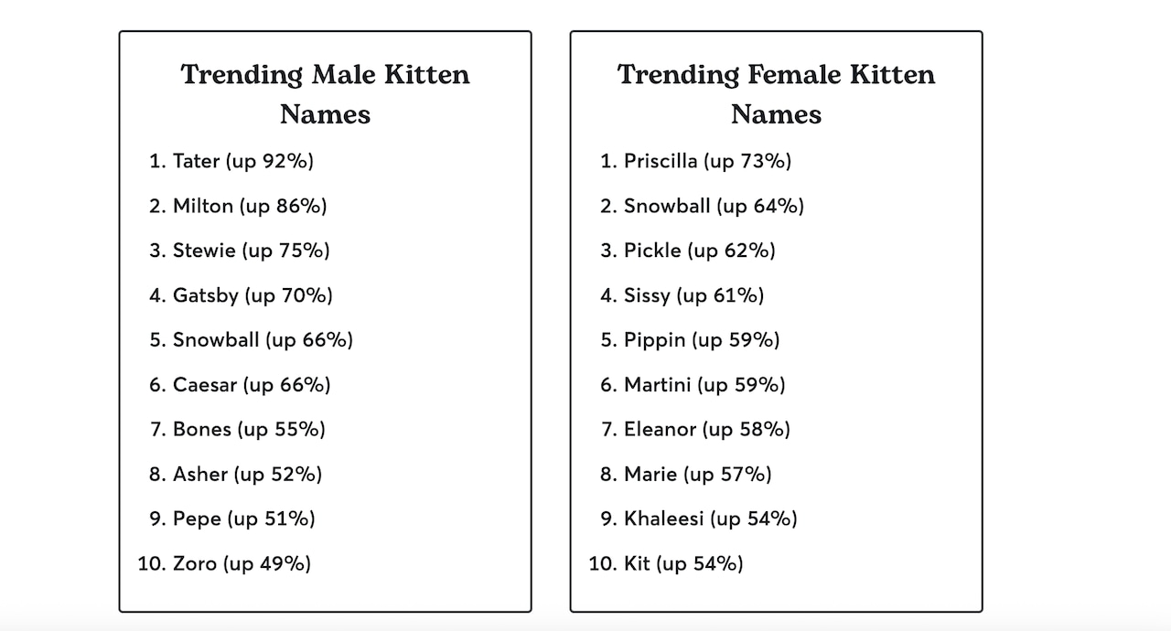 Trending kitten names