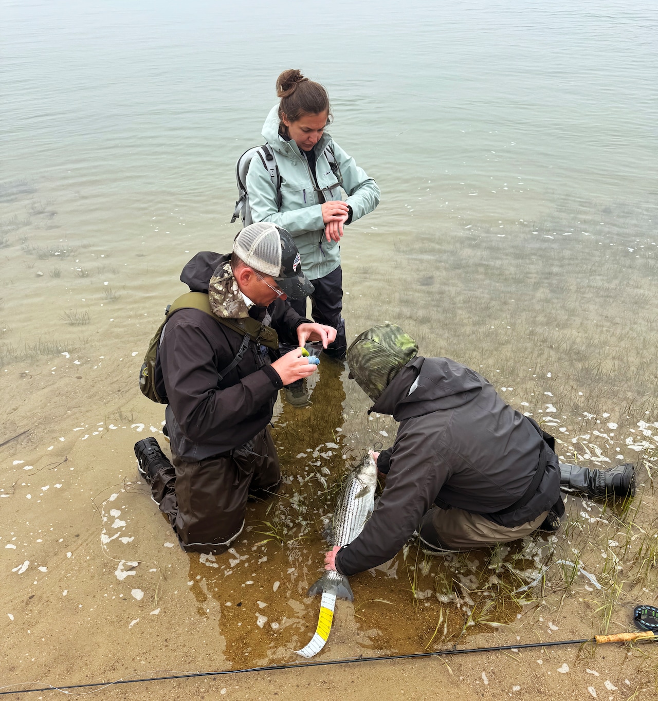 UMass Amherst striped bass study