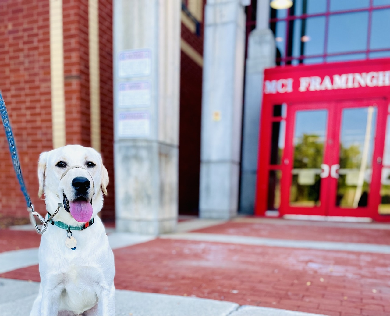 Canine Companions