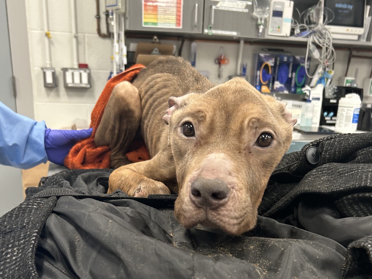 Dolly MSPCA emaciated dog