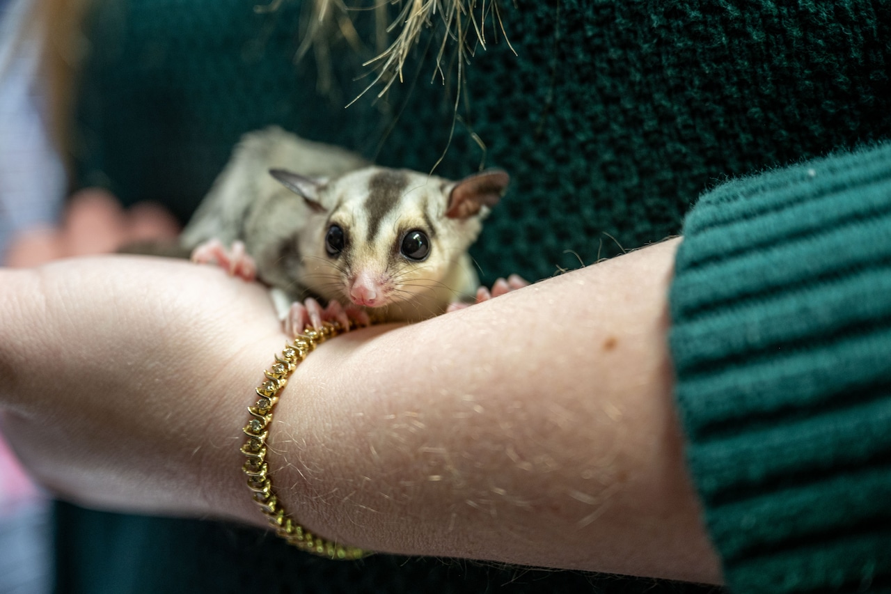 A soft landing: rescued sugar gliders recover in this Mass. town