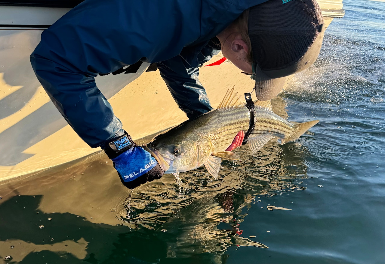 UMass Amherst striped bass study