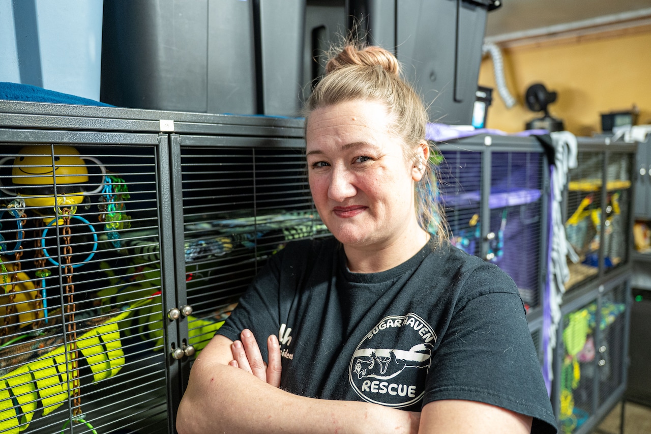 A soft landing: rescued sugar gliders recover in this Mass. town